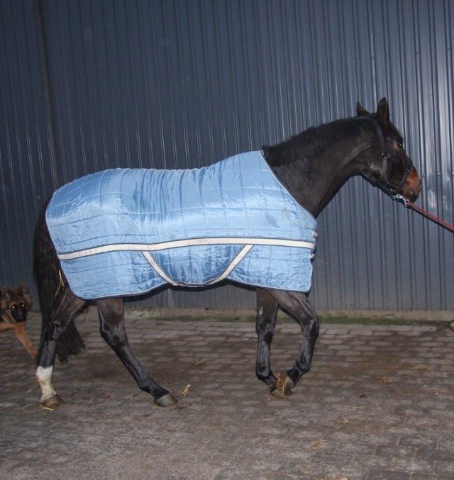 Dansk Varmblod Do Mali` billede 11