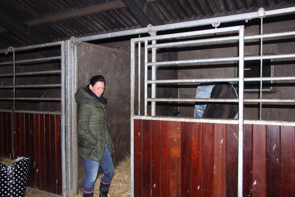 Dansk Varmblod Do Mali` billede 12