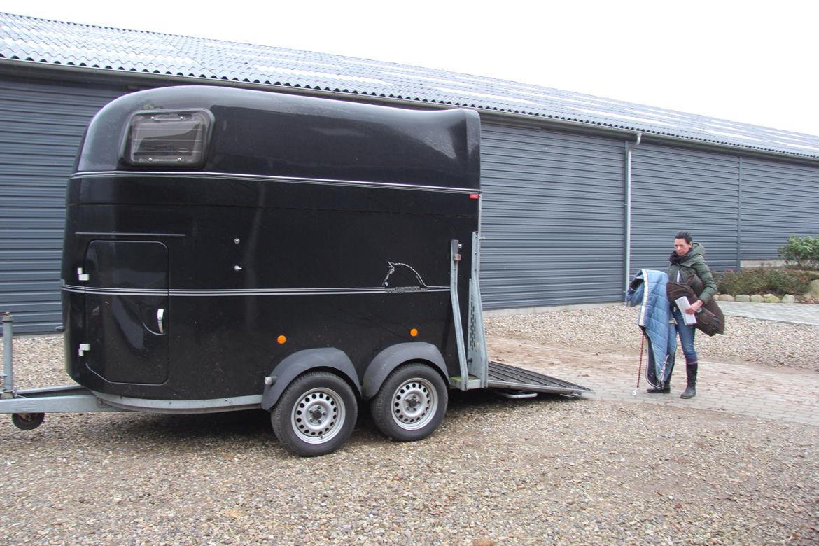 Dansk Varmblod Do Mali` billede 13