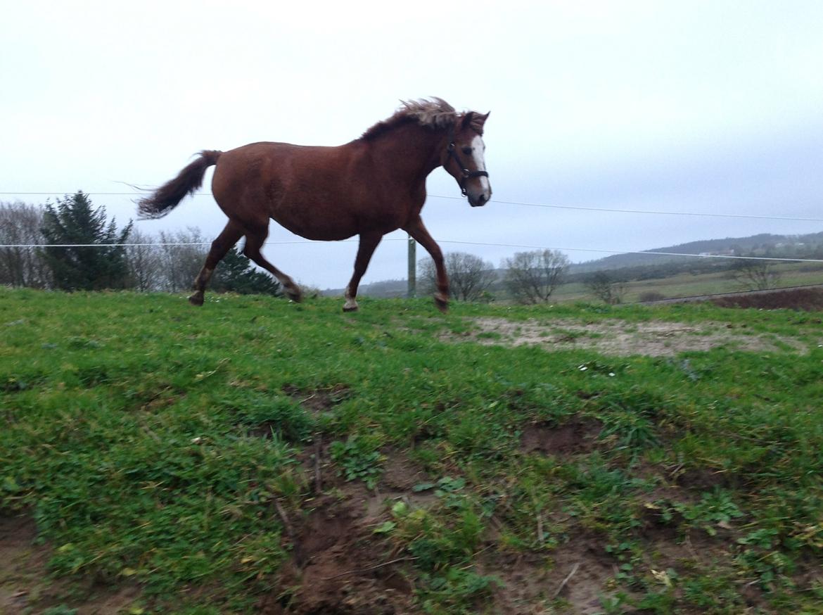 Anden særlig race  Sus R.I.P billede 10