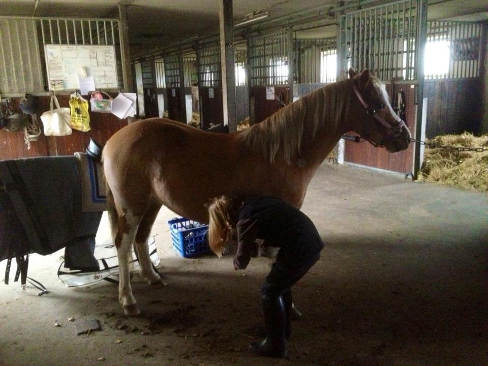 Welsh Mountain (sec A) Kongshøjs Nugi billede 25