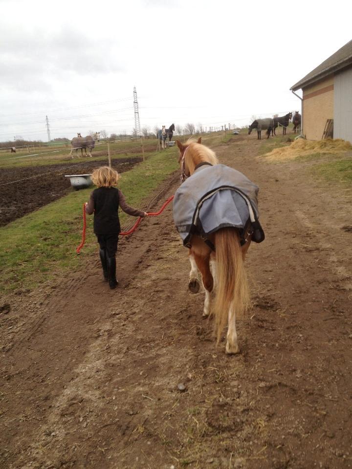 Welsh Mountain (sec A) Kongshøjs Nugi billede 15