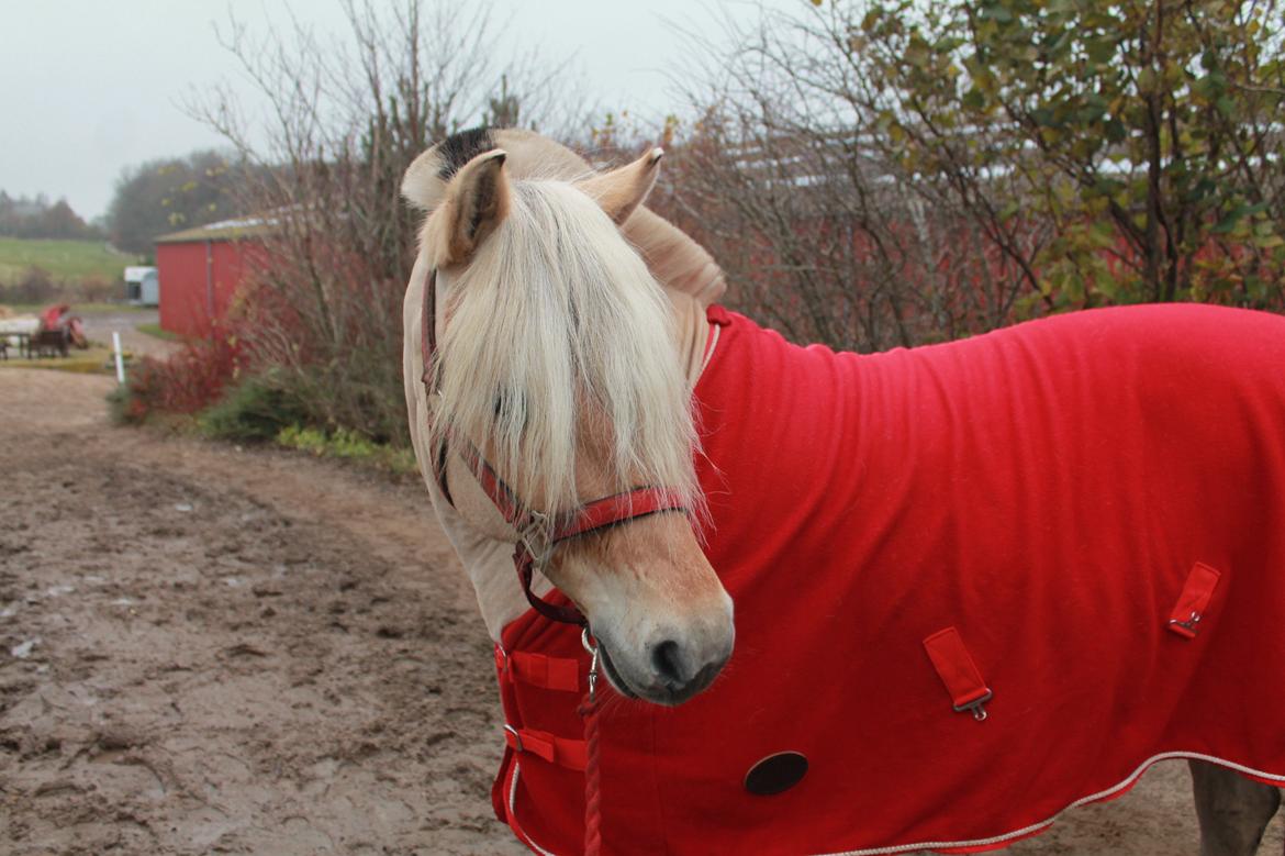 Fjordhest Refstrups Lucinda - I november 2013 med en sød nyklippet pony på TÅR -DET ER FORBUDT AT KOPIERE BILLEDERNE! billede 20