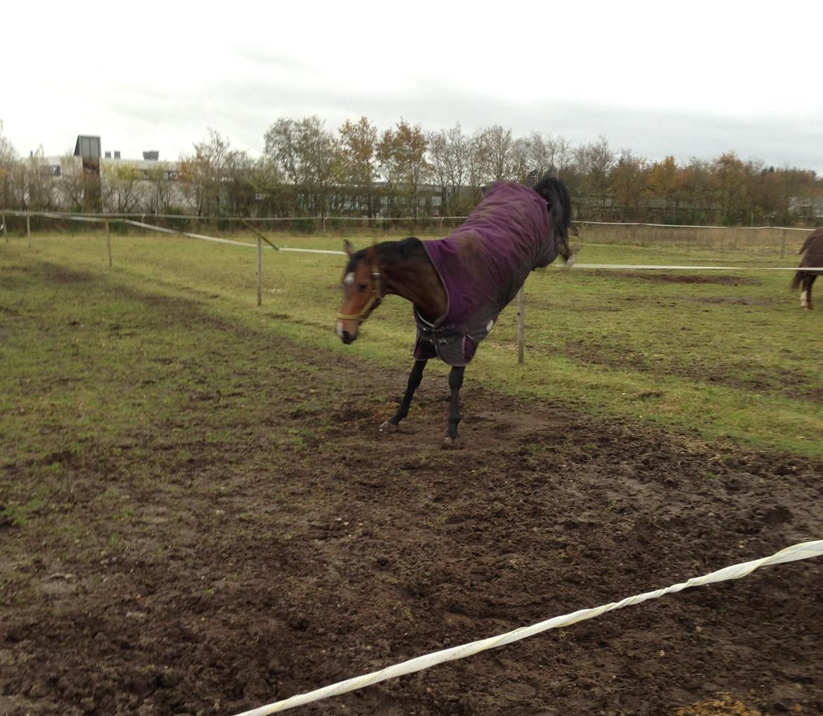 Tysk Varmblod Ak's Crispy billede 23