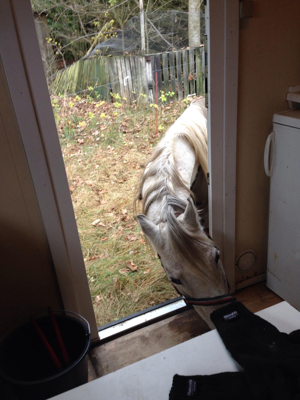 Arabisk fuldblod (OX) Silviars Benjamin CA fri billede 21