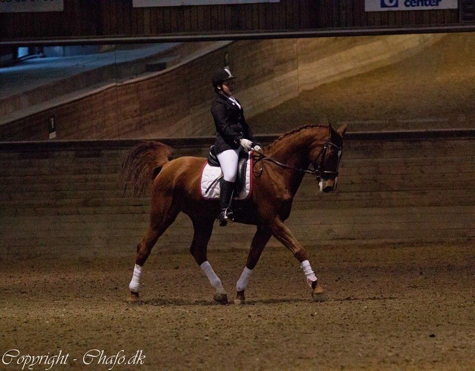 Holstener Le Poul billede 10