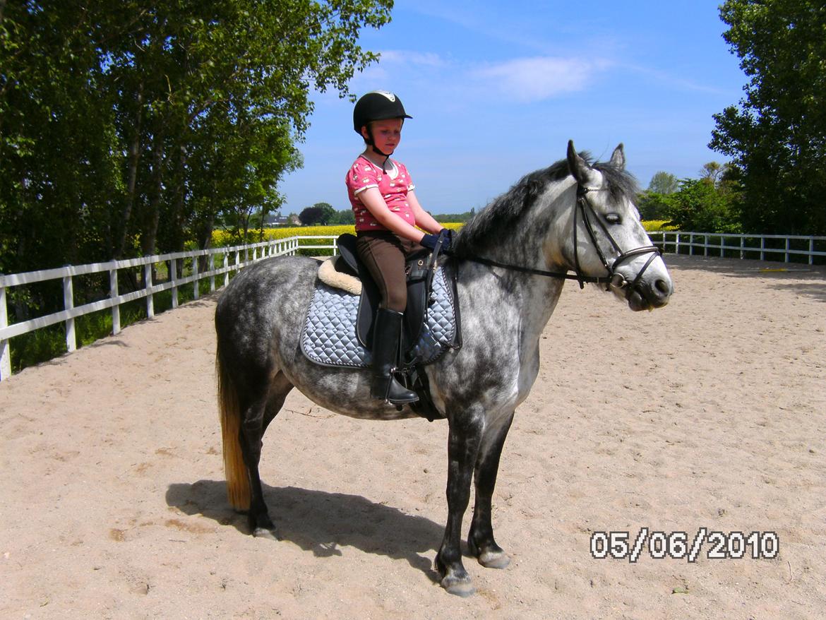 Anden særlig race Collexion - Da jeg var ude at prøve Colli billede 3