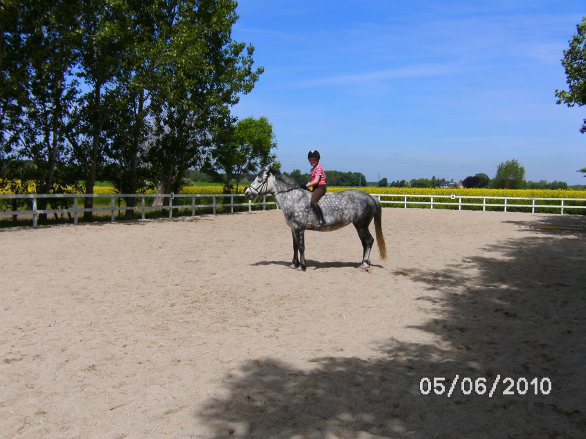 Anden særlig race Collexion - Red uden sadle da jeg prøvede hende billede 4