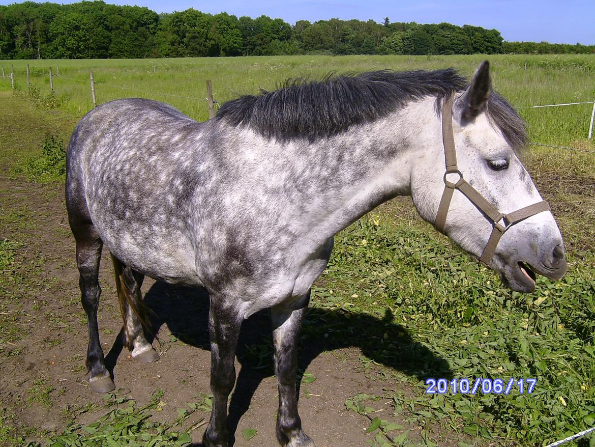 Anden særlig race Collexion - Hihi:-D billede 8