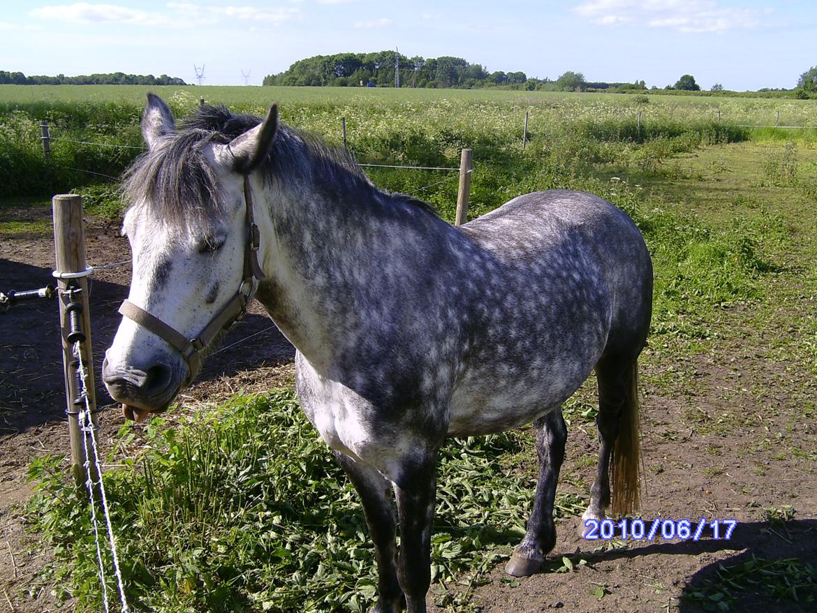 Anden særlig race Collexion - Hun rækker tunge:-) billede 9