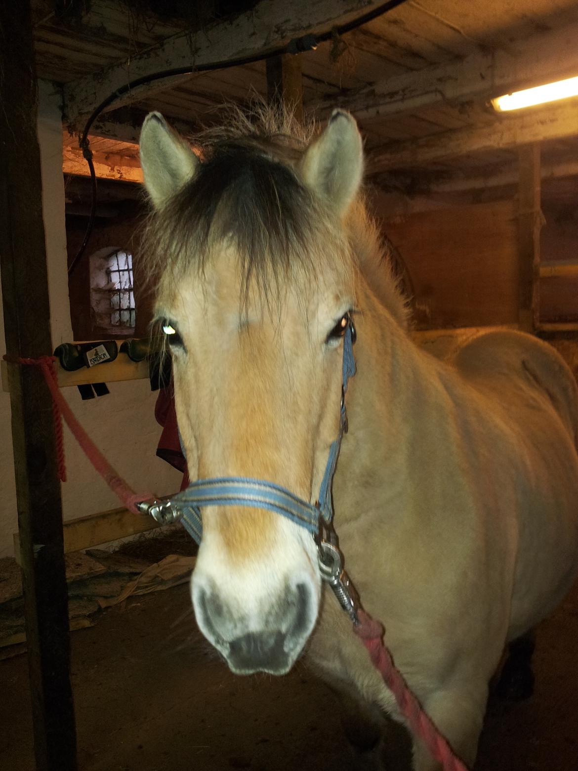 Fjordhest hubort billede 1