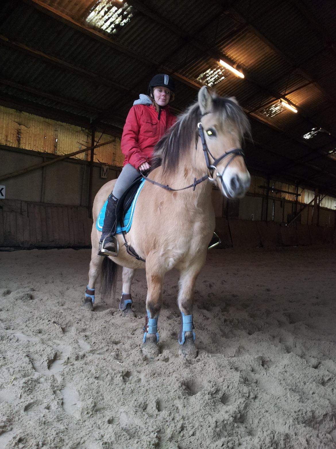 Fjordhest hubort billede 2