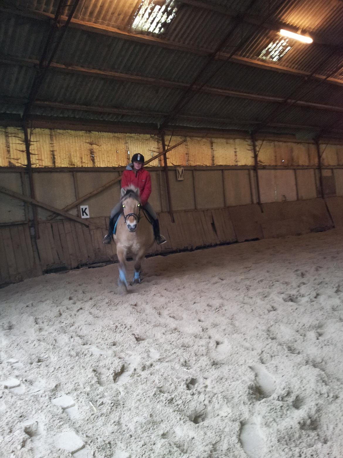 Fjordhest hubort billede 3