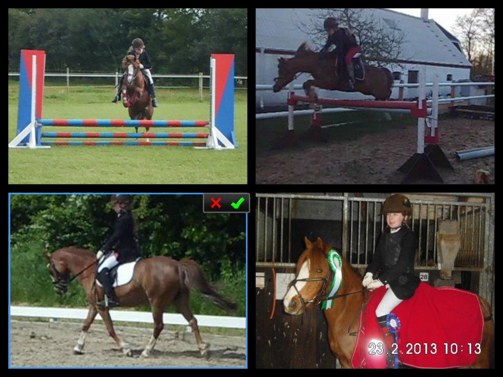 Welsh Mountain (sec A) Coverland's Athena billede 3