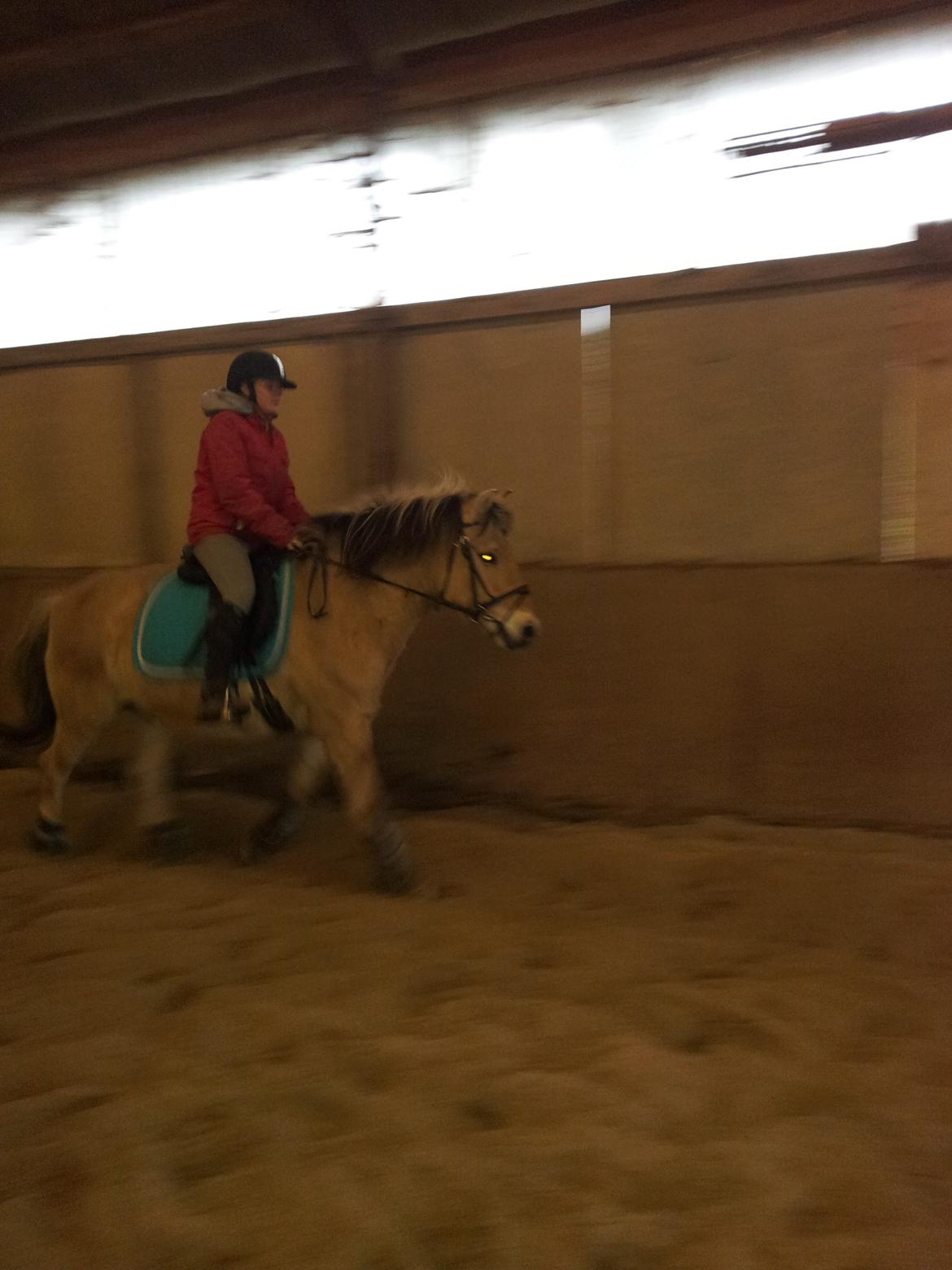 Fjordhest hubort billede 4