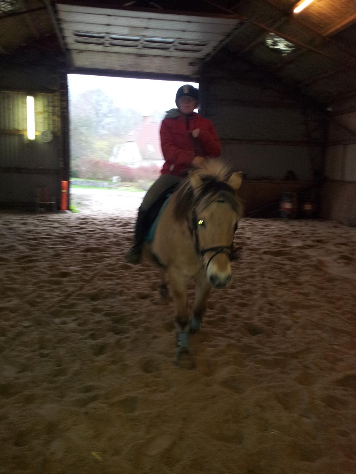 Fjordhest hubort billede 5