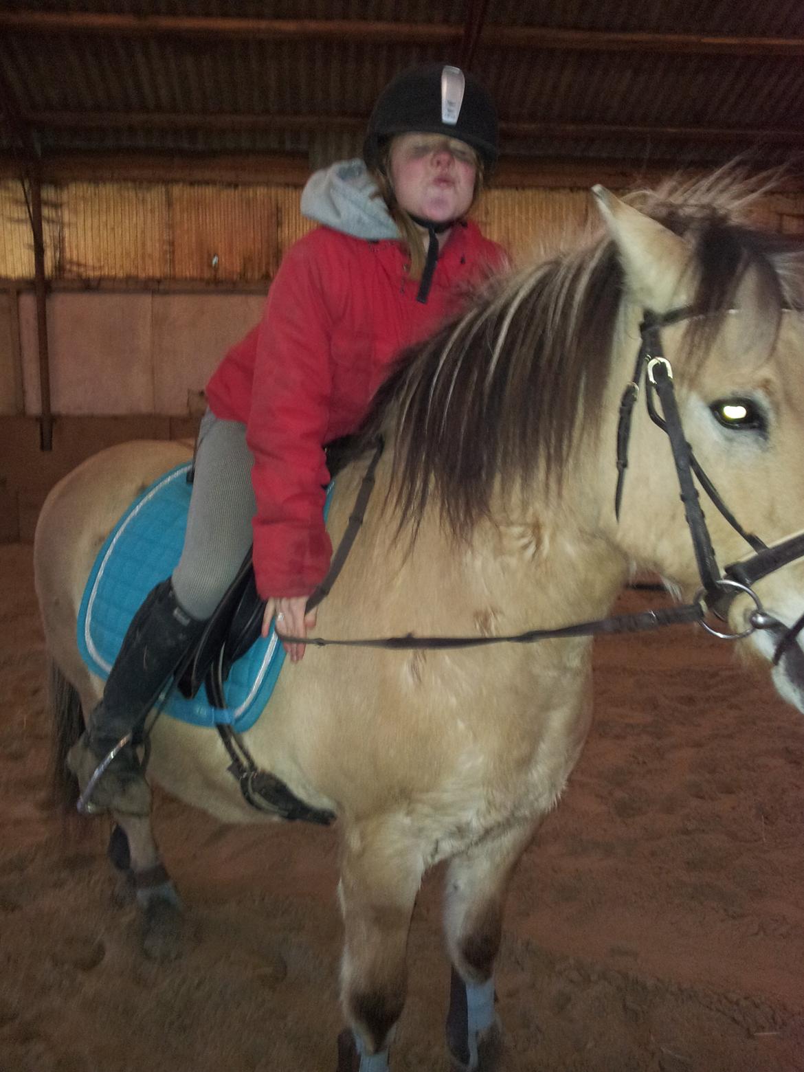 Fjordhest hubort billede 6