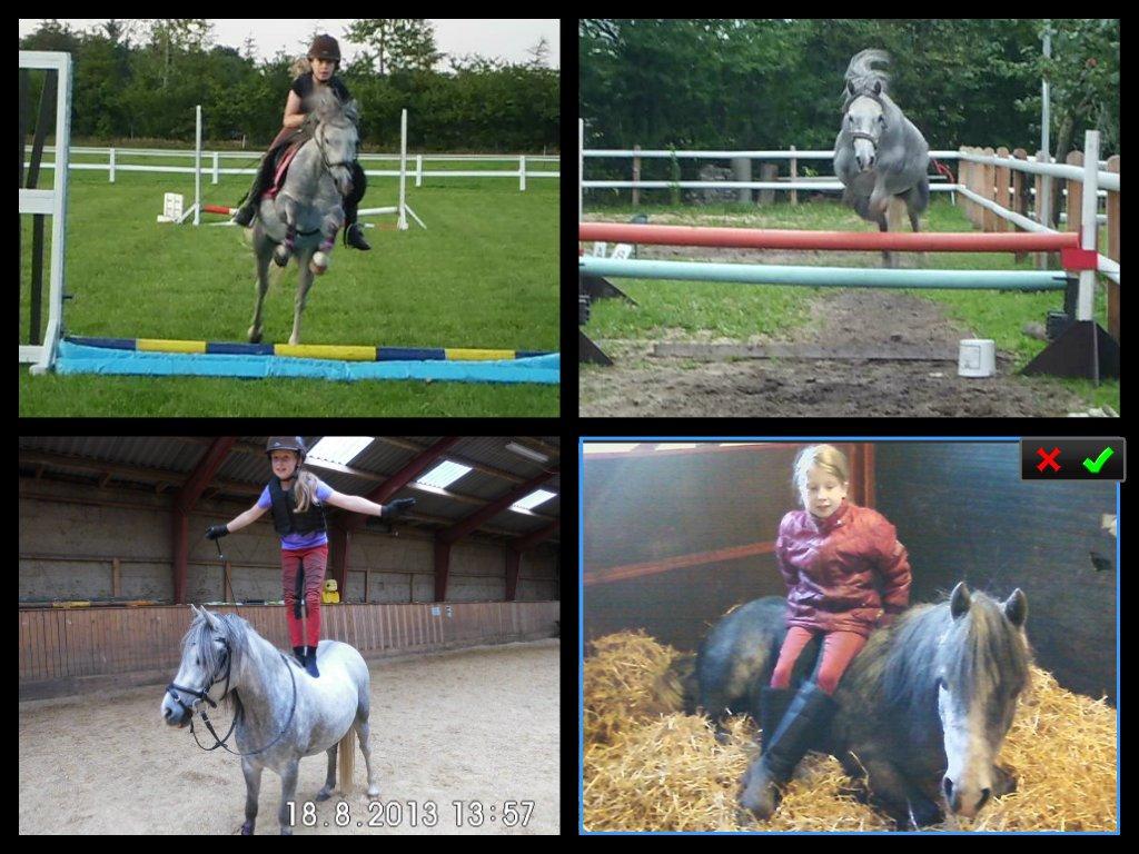 Welsh Mountain (sec A) Grandly's Afreja billede 6