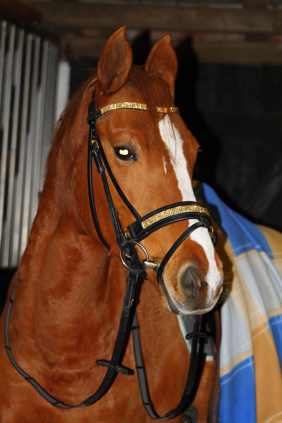 DSP Nørlunds Finette billede 2