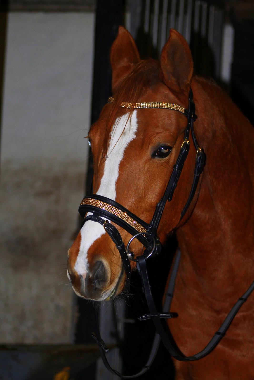 DSP Nørlunds Finette billede 3