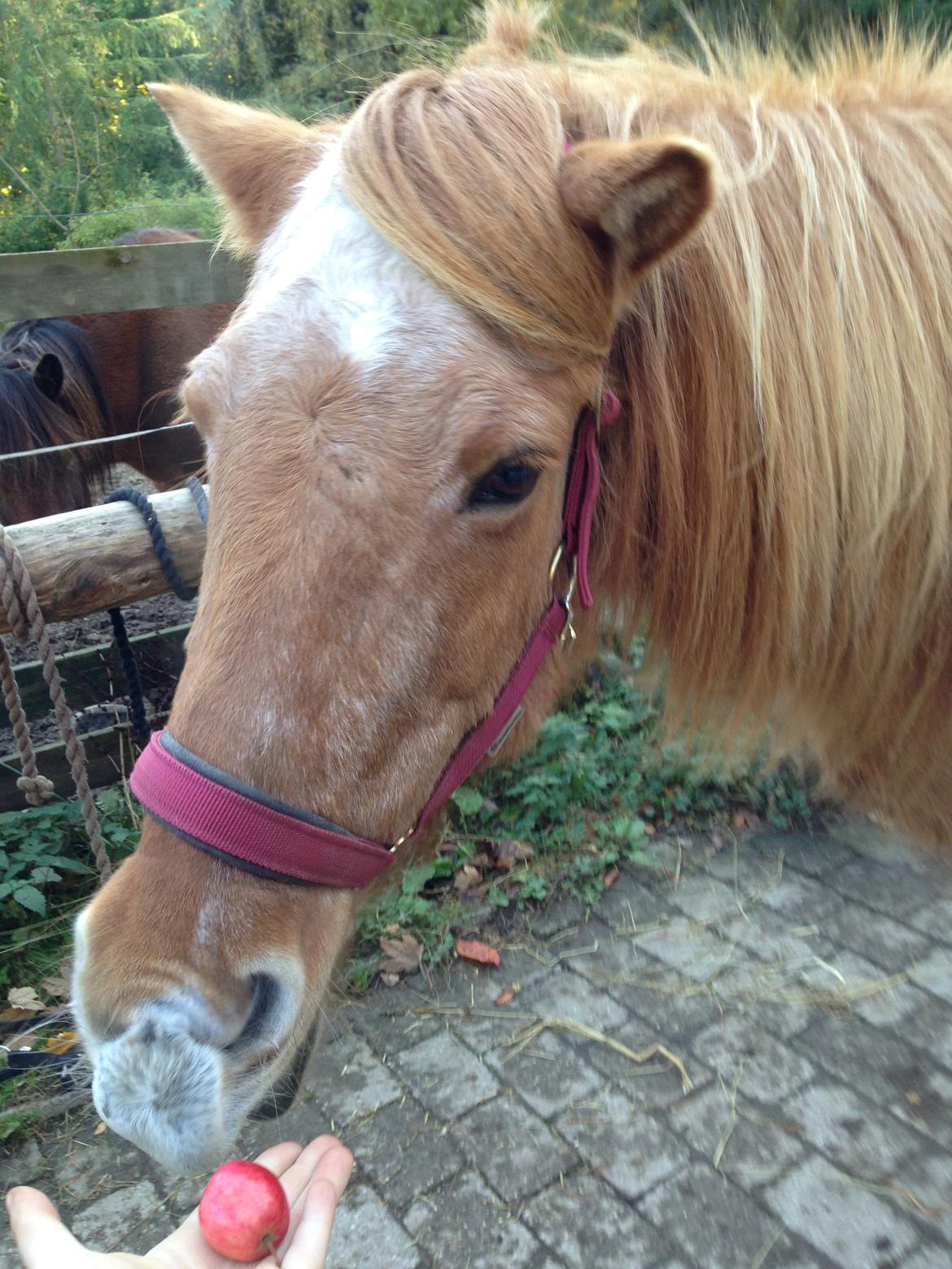 Islænder R.I.P Lilja billede 7