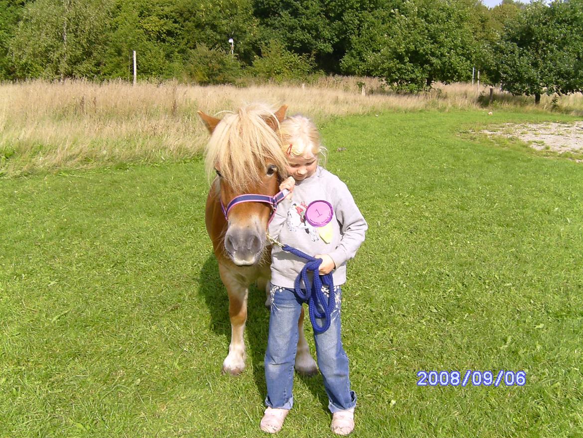 Shetlænder Artus - Mig og Artus til dyreskue på min skole for mange år siden billede 1
