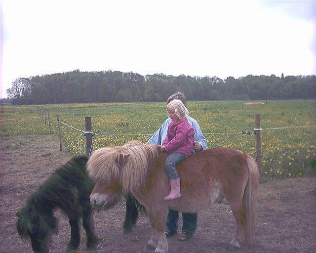 Shetlænder Artus - Mig der rider på artus da jeg var lille<3 billede 2