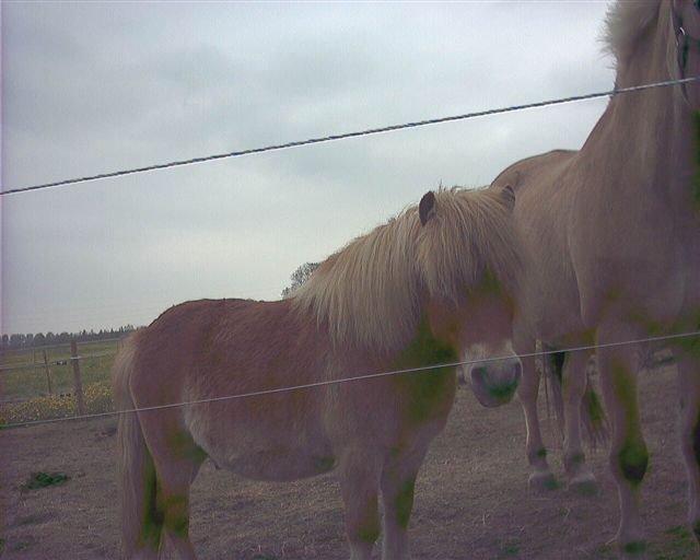 Shetlænder Artus - Min lille basse mand<3<3 billede 3