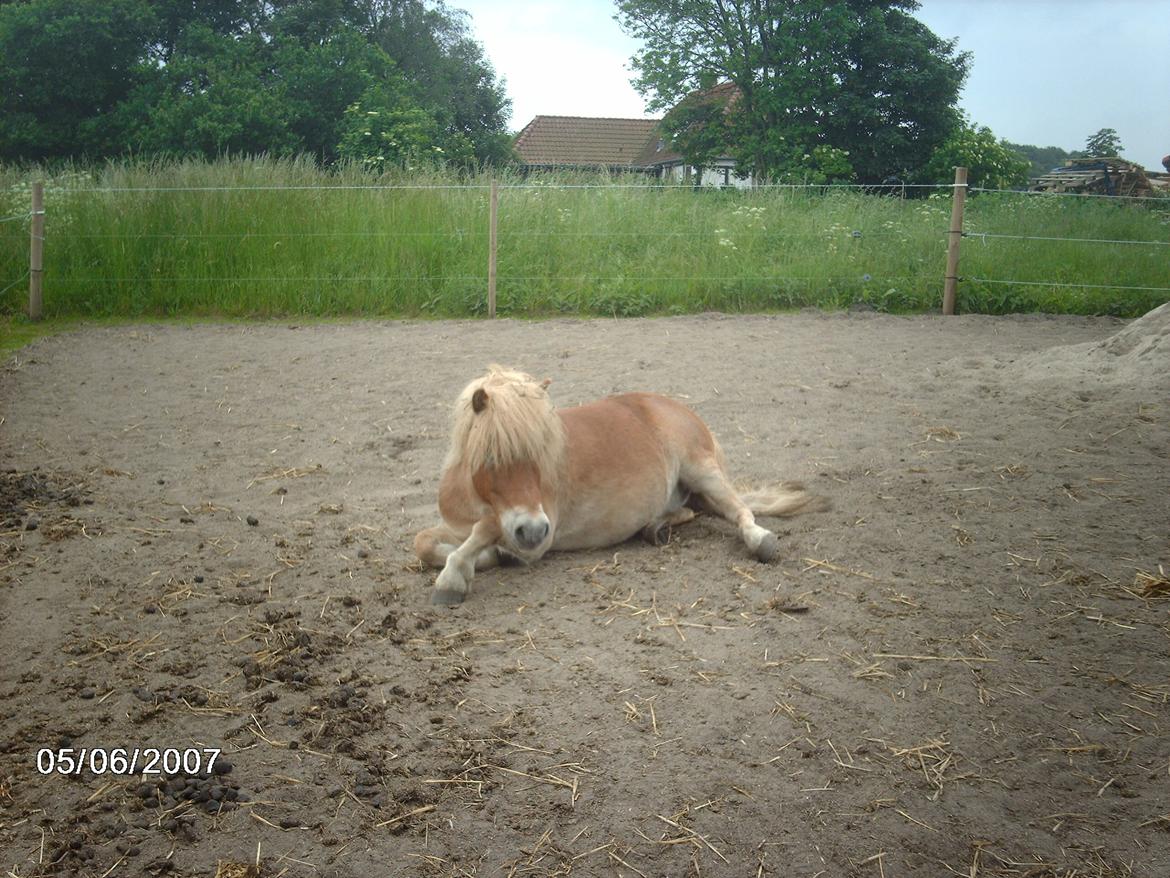 Shetlænder Artus - Artus der ruller:-D<3 billede 6