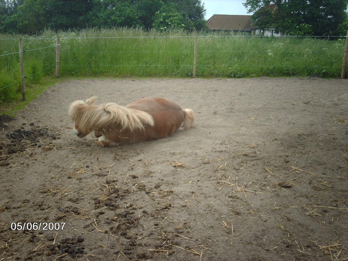 Shetlænder Artus - Min basse ruller billede 7