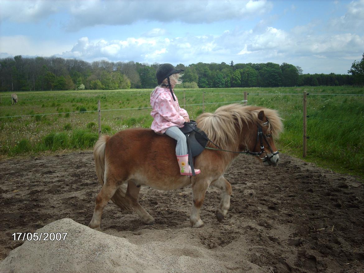 Shetlænder Artus - Mig der rider på min basse for mange år siden:-D billede 8