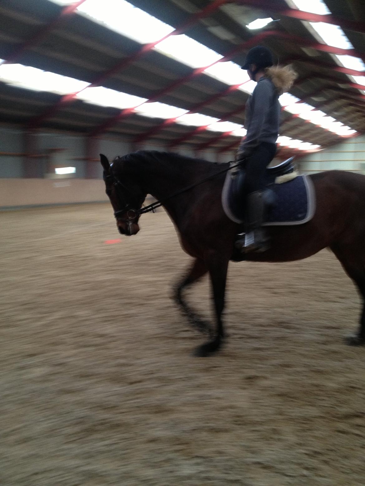 Dansk Varmblod Domingo F - Mig der rider ham billede 15