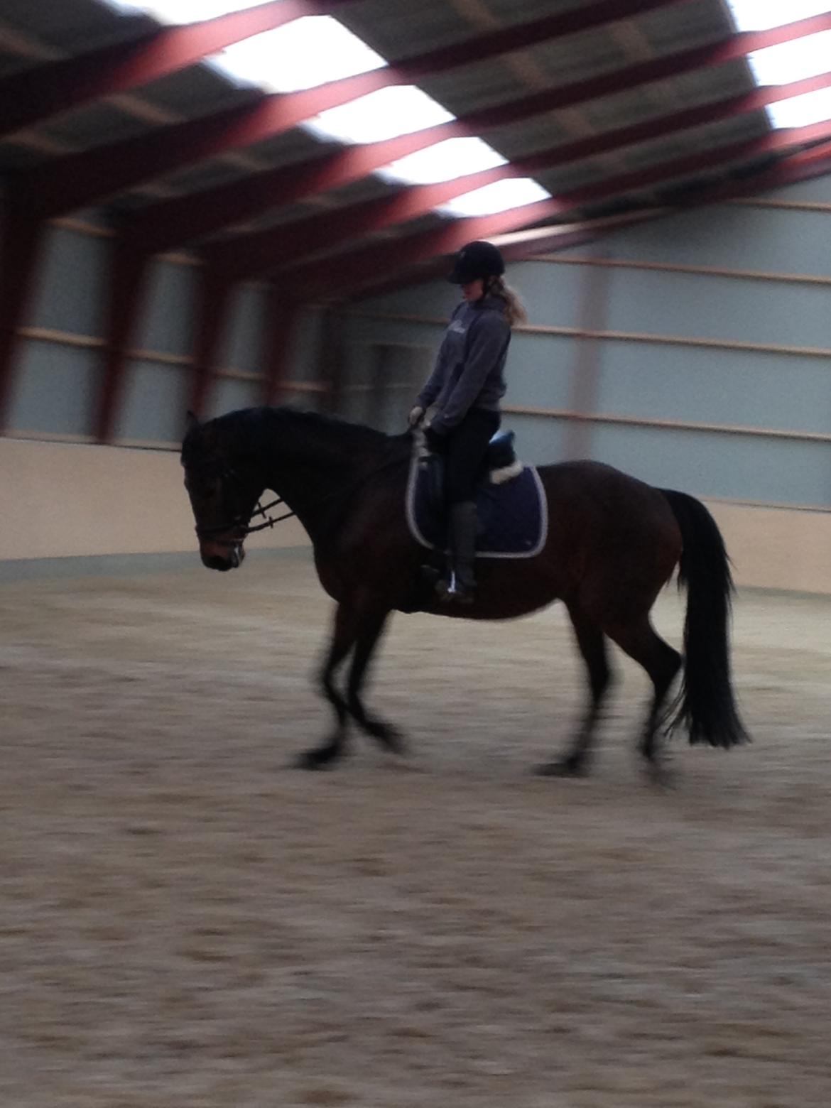 Dansk Varmblod Domingo F billede 18