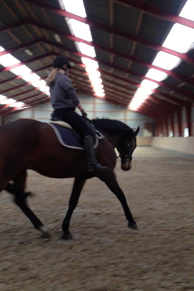 Dansk Varmblod Domingo F billede 4