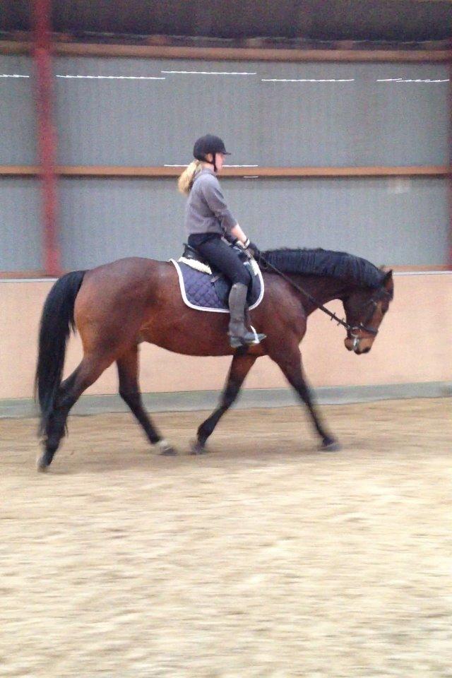 Dansk Varmblod Domingo F billede 6