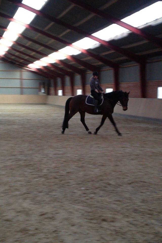 Dansk Varmblod Domingo F billede 7