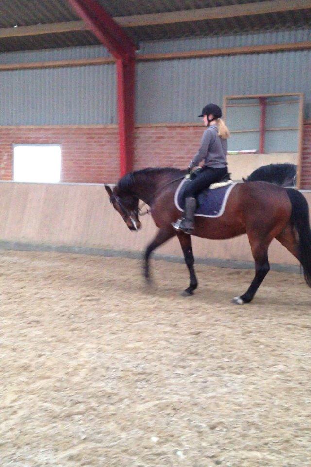 Dansk Varmblod Domingo F billede 20