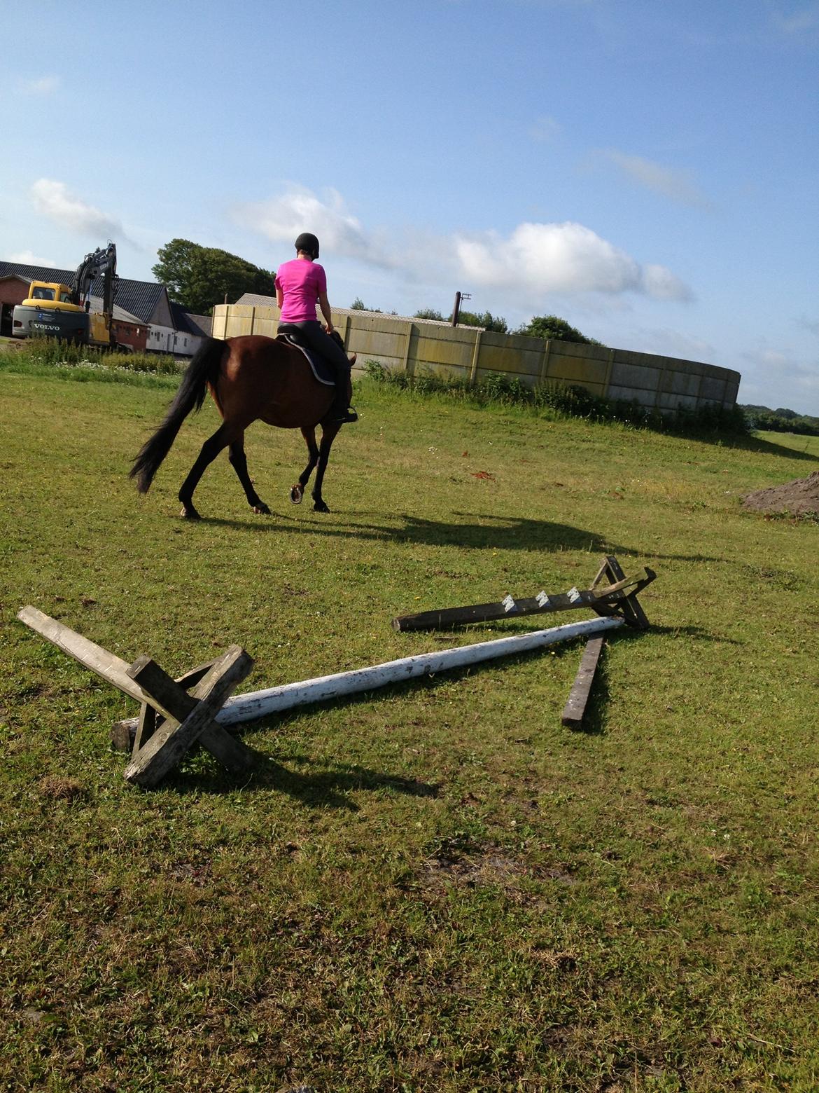 Dansk Varmblod Domingo F - Min mor der rider ham  billede 8