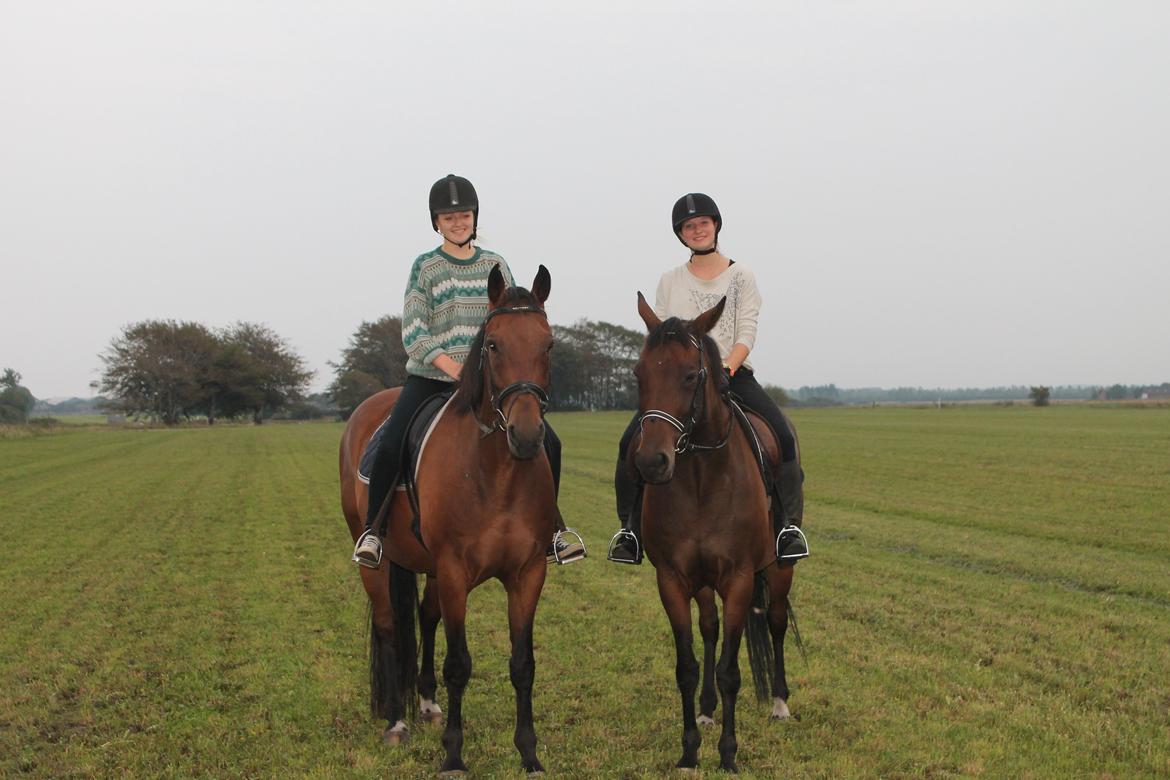 Dansk Varmblod Domingo F - Med Trinty billede 2