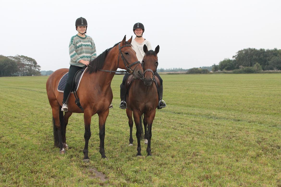 Dansk Varmblod Domingo F - På marken med Trinity billede 11