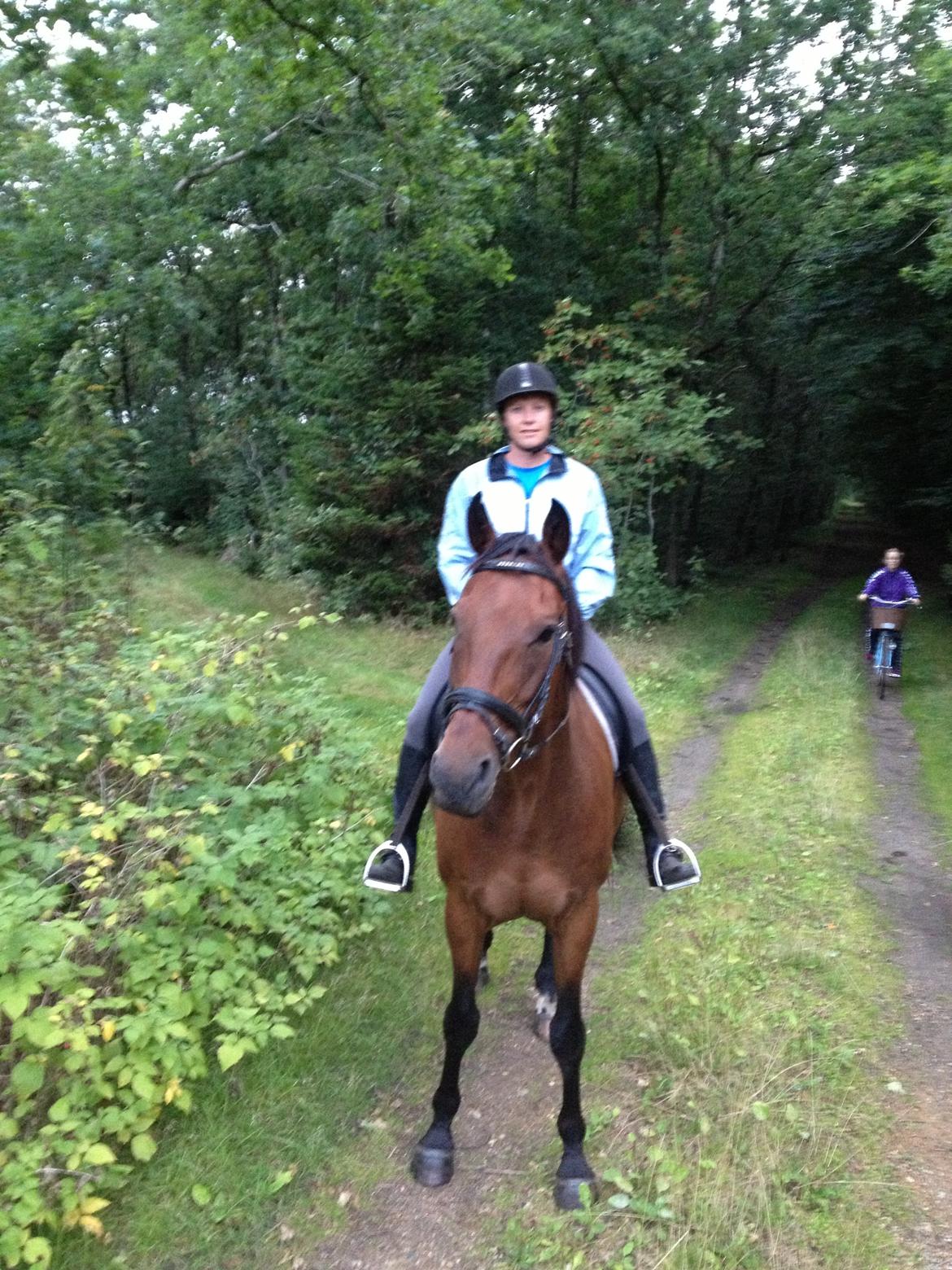 Dansk Varmblod Domingo F - Skov tur billede 3