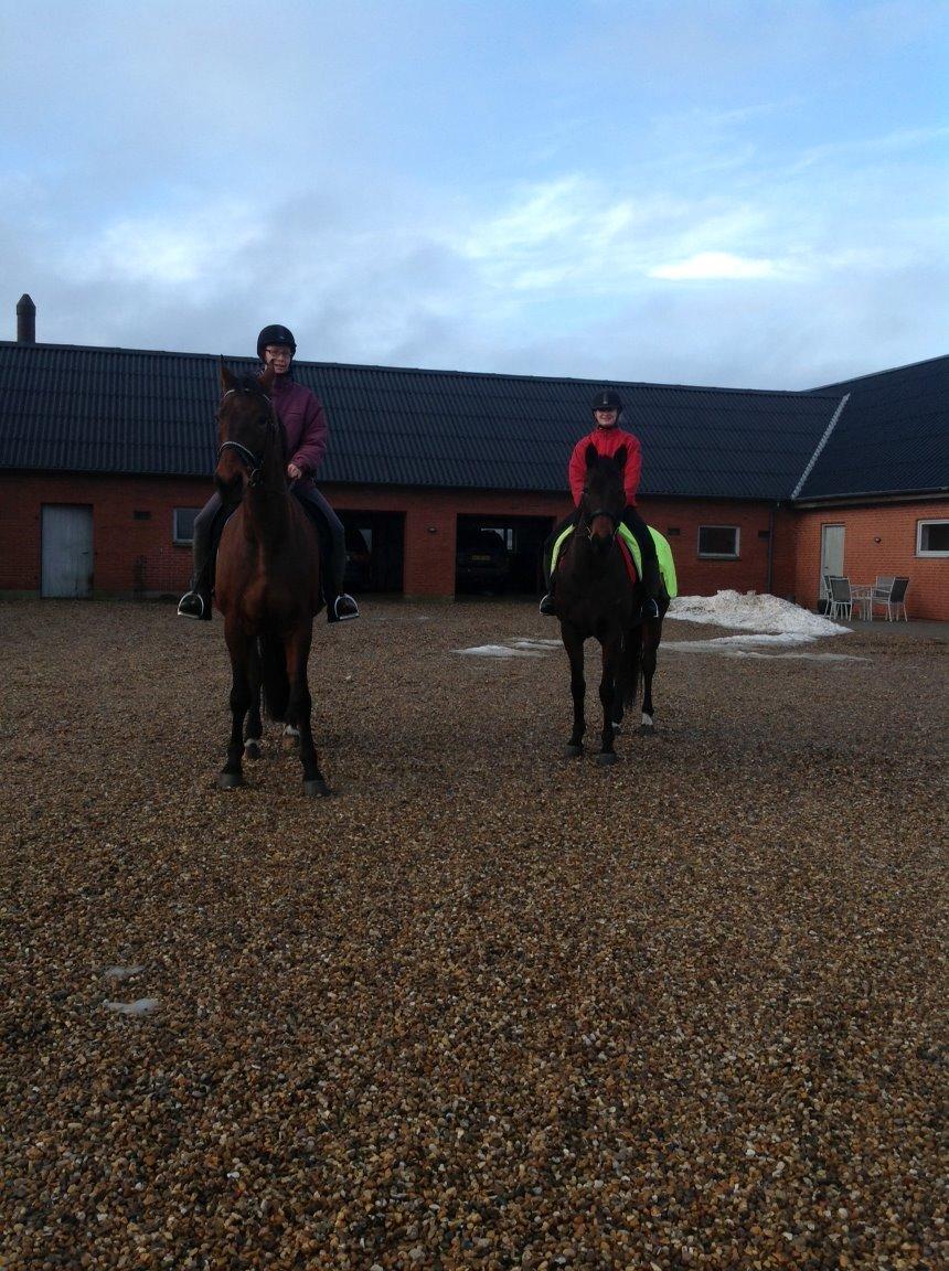 Dansk Varmblod Domingo F - På vej på tur billede 12