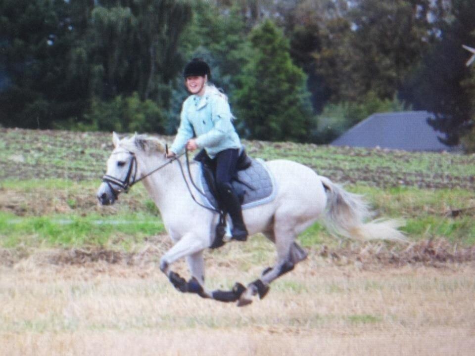 New Forest Firfod Fiol billede 20