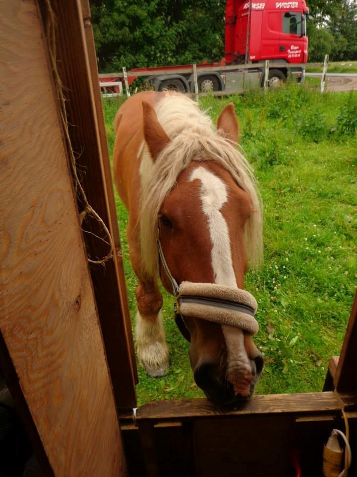 Jyde Emil &min hypper& billede 6