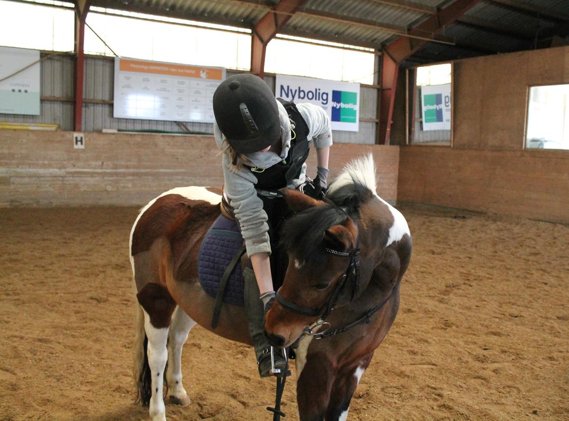 Anden særlig race Flicka [ELEVPONY] - 2013 billede 20
