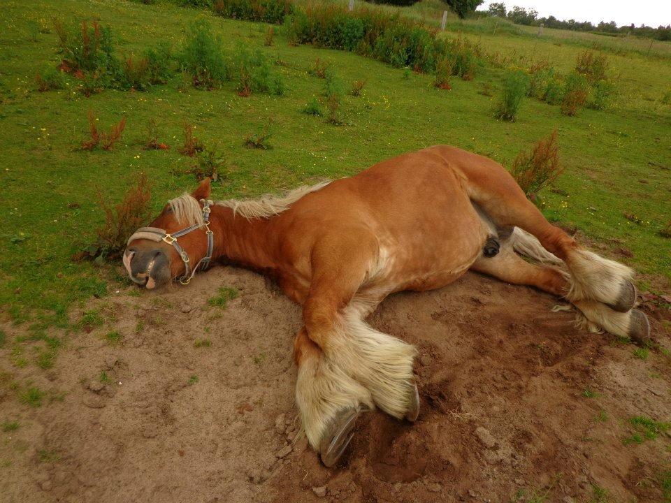 Jyde Emil &min hypper& billede 9