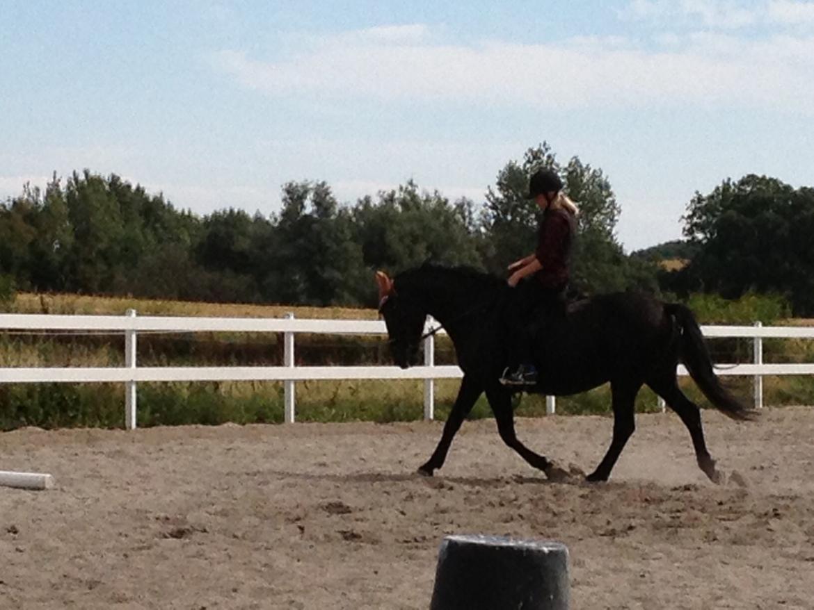 Anden særlig race Kronborgs Flicka billede 12