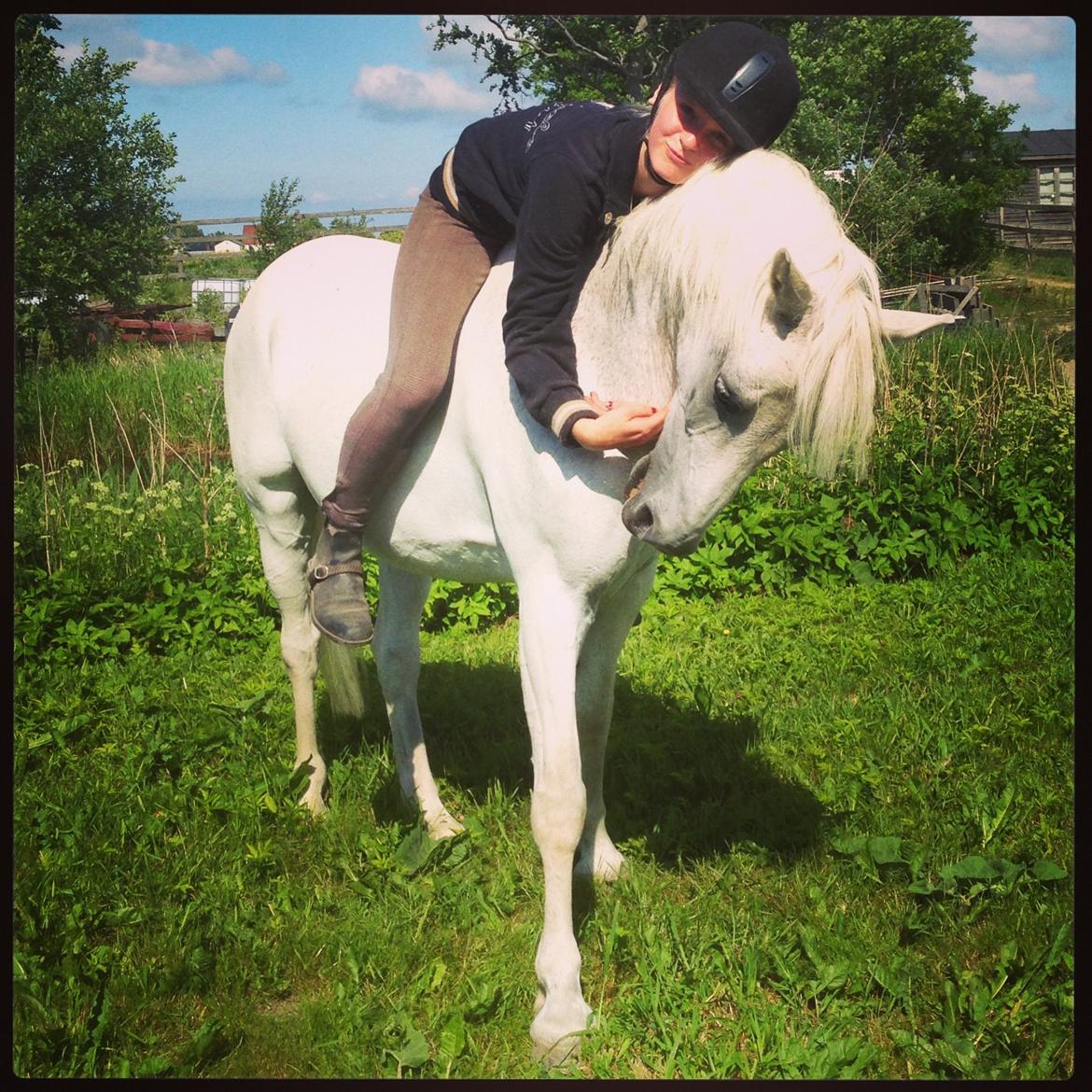 Welsh Pony (sec B) Lyngvejens Komet <3 - Ride uden udstyr!<3  billede 17