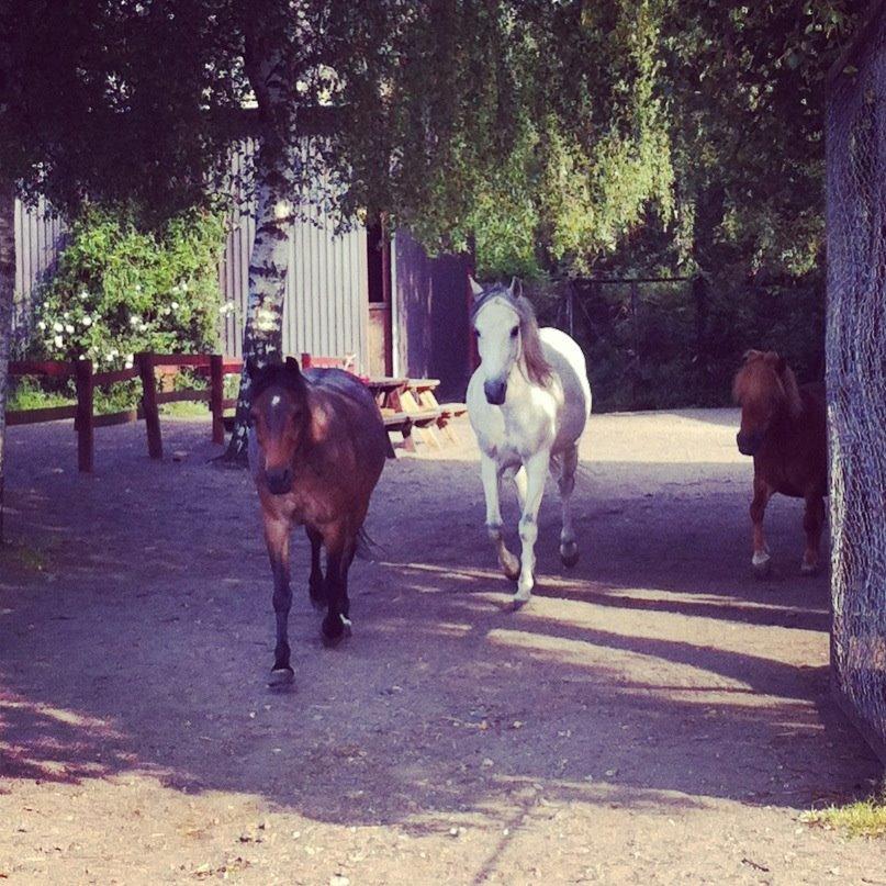 Anden særlig race Debbie rideskole hest - Så skal hestene på fold  billede 7