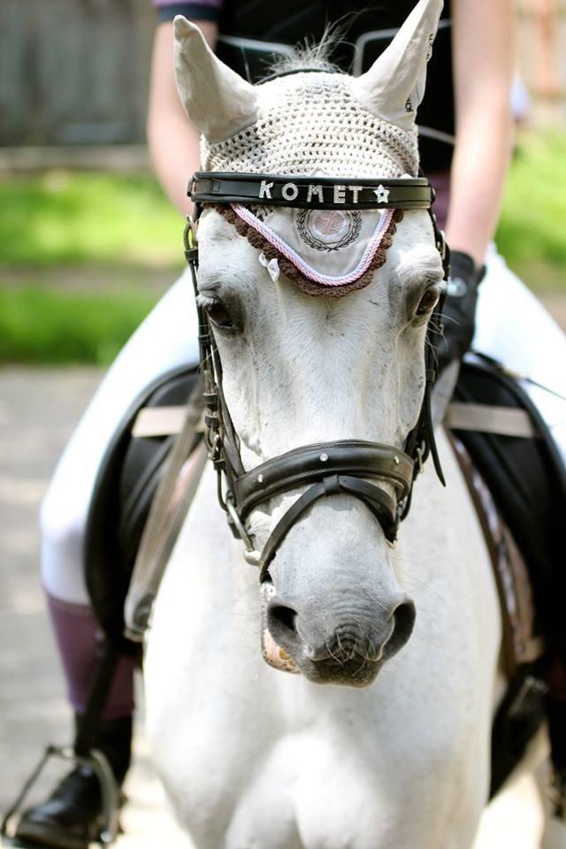 Welsh Pony (sec B) Lyngvejens Komet <3 - Stævne!<3 Sommer ponyen <3 billede 9